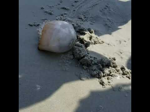 Myrtle beach!!!🦂🐚🦀🦑🐙