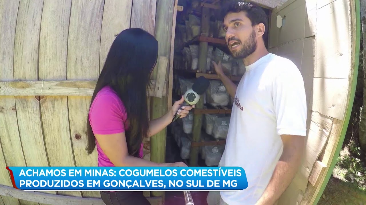Achamos em Minas: veja como é a produção de cogumelos comestíveis