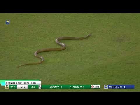 SNAKE ON THE FIELD! 🐍 Unexpected Guest at Sri Lanka vs Bangladesh ODI!