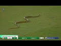 SNAKE ON THE FIELD Unexpected Guest At Sri Lanka Vs Bangladesh ODI