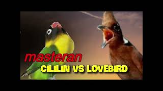 Download lagu MASTERAN CILILIN SAMBUNG LOVEBIRD  mp3