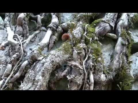 Peonis anello del Monte Pala