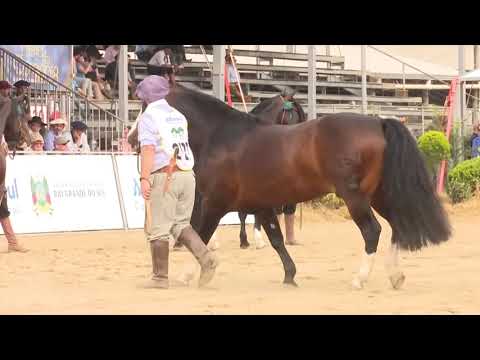 Lote 01 HULK DO RIBEIRÃO BONITO