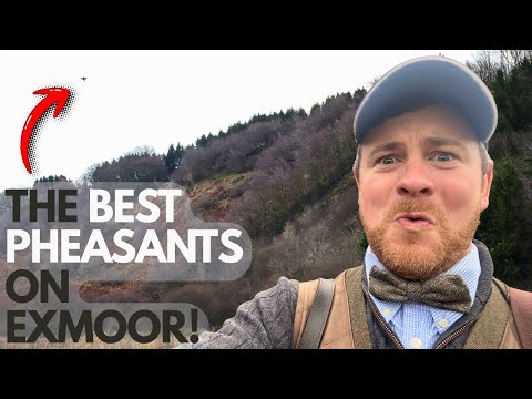 BEST PHEASANT SHOOTING ON EXMOOR!! | SOME OF THE HIGHEST PHEASANTS EVER!! | & LOTS OF SHOOTING!!