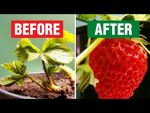 Frigo Strawberry Plant (Time-Lapse)