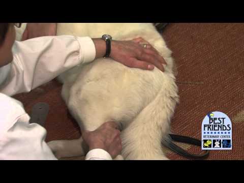 Arthritis in dogs & cats