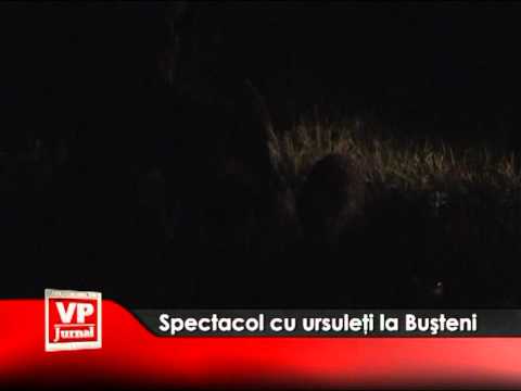 Spectacol cu ursuleţi la Buşteni