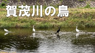 【賀茂川の鳥】秋の賀茂川では、コサギやカワウ、チュウダイサギといった水鳥がみられる（2025年10月12日）