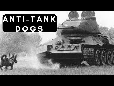 Anti-tank dog - CRAZIEST ant-tank weapon ever!