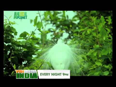 download lagu mp3 mp4 Yeh Mera India Soundtrack, download lagu Yeh Mera India Soundtrack gratis, unduh video klip Yeh Mera India Soundtrack