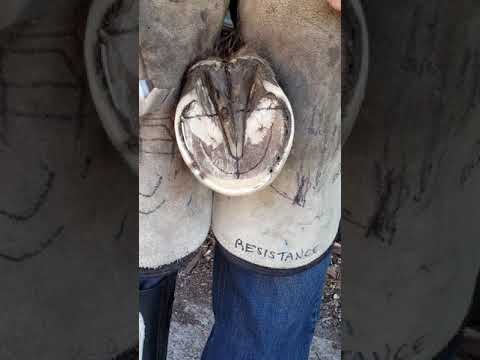 download lagu mp3 mp4 Hoof Taps, download lagu Hoof Taps gratis, unduh video klip Hoof Taps