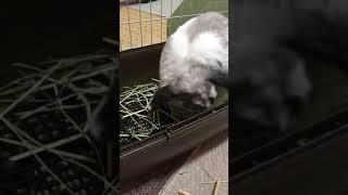 うさぎが草を食べる動画