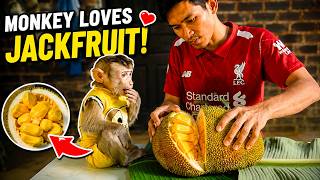 Download lagu “Epic Party with Smrt ABOY & GAIN Jack Fruits! 🍈🎉 Unforgettable Moments with Daddy!” mp3