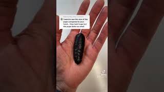 Download lagu Regal Moth Pupae mp3