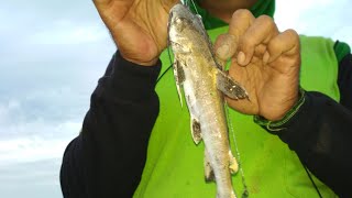 preview picture of video 'Mancing Ikan Dokang di Puncel'