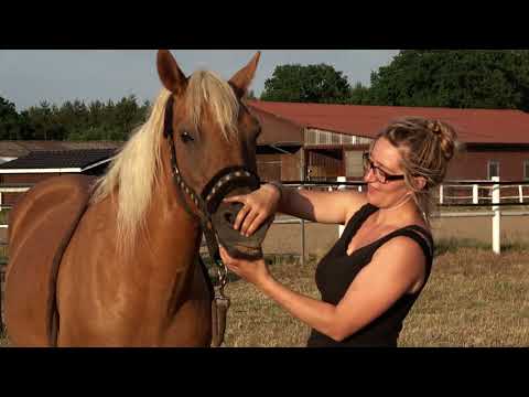 MUSTANG MAKEOVER 2018 Team Christina (TAG 3879) - Update 4 - LETZTES UPDATE