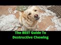 How To Stop Destructive Chewing In Dogs