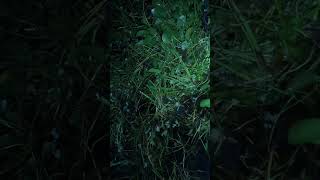 Download lagu Ending the gator season with a BANG‼️💥 #florida #swamplife #hunting #shorts mp3