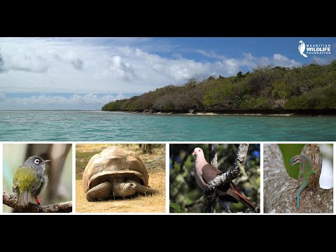 UN AN APRèS LE WAKASHIO : L'ILE AUX AIGRETTES, LA MIRACULéE