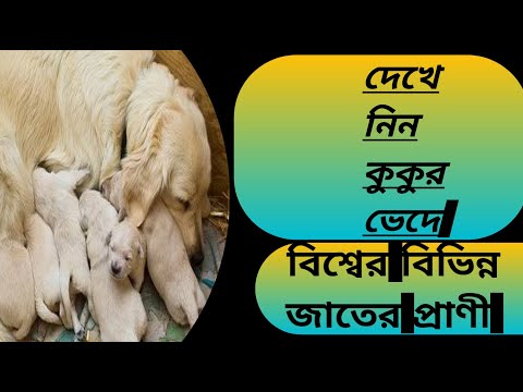 beautiful dogs in the world