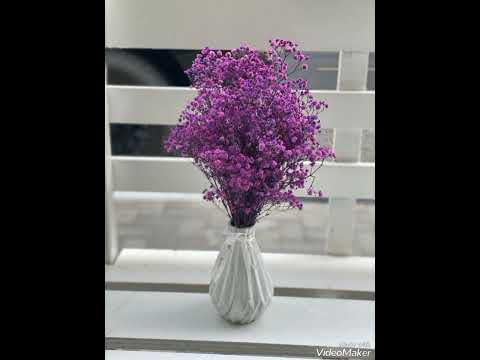 طل القمر طوني قطان