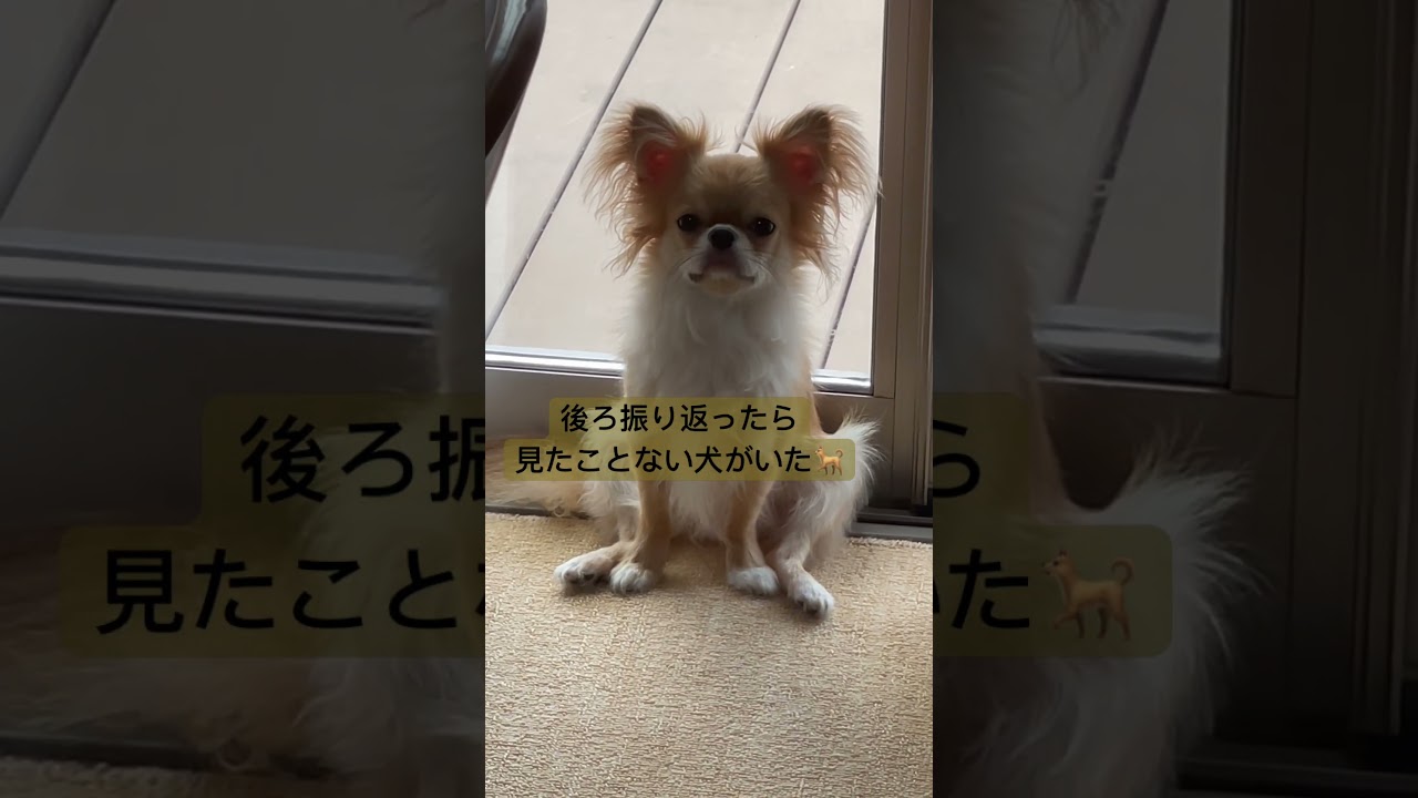 座り方も、顔つきも、目線も、どなた様?ってくらい知らん犬になってた。#ミックス犬#狆チワ