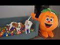Dogs Get Ball Pit Surprise from Giant Orange! Funny Dogs Maymo & Potpie