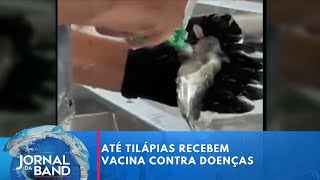 Miniatura do vídeo