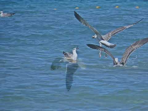 Oliver Dragojević - Moj galebe