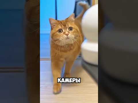 Самый милый котёнок на свете 🐱😲 #short