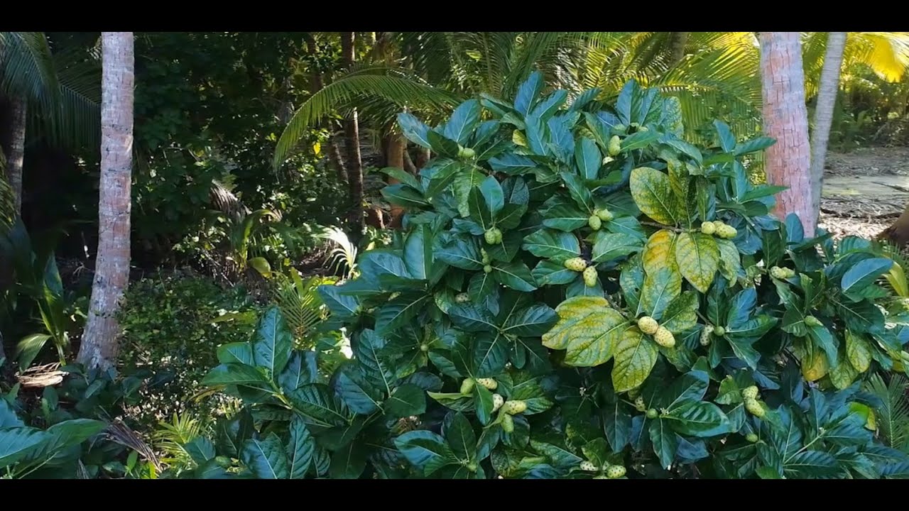 Why The Magical Noni - Full Story — We Love Noni Global video