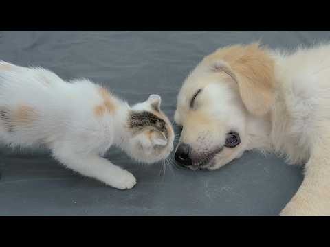 YouTube 썸네일