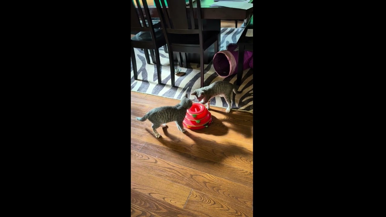 Paige, a ADOPTABLE American Shorthair in Rochester, NY video 2/5