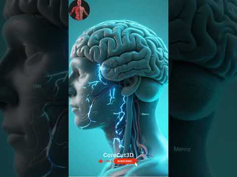 Inside the Brain: A 3D Journey Through Thoughts, Emotions & Memory