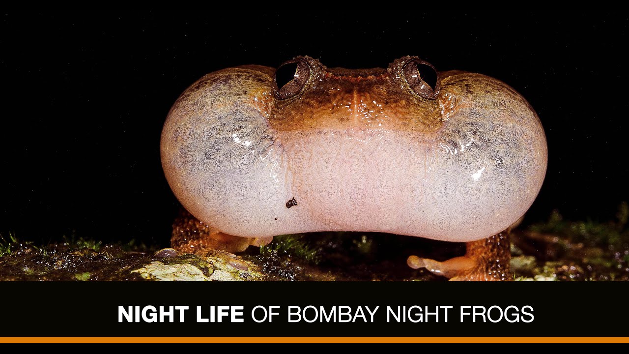 Night Life of Bombay Night Frogs - YouTube