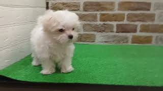 マルチーズの動画01