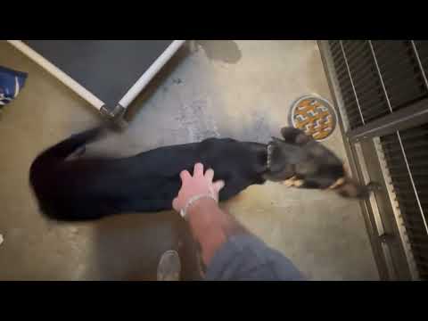Porkchop, an adopted Shepherd & German Shepherd Dog Mix in Sacramento, CA_image-1