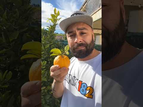 Want to try my oranges? 🍊✨" jg lhojhk ot n ivk