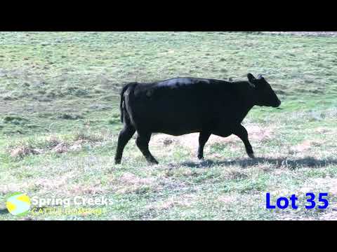BI Nicole 694 251 F004 - Spring Creeks Lot 35 - 11/19/22 Sale