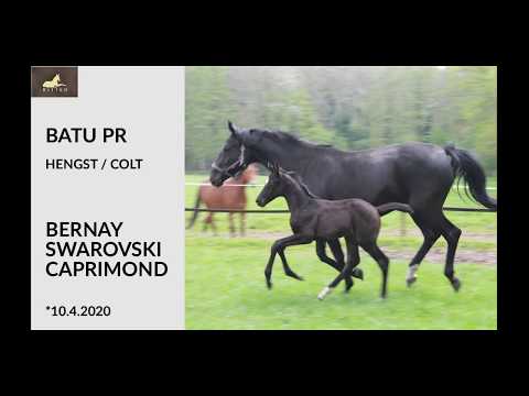 Batu PR - Hengstfohlen von Bernay x Swarovski