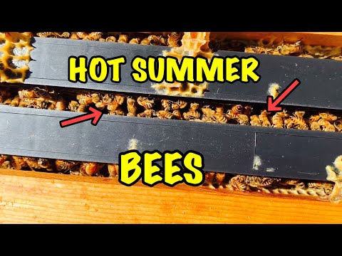 HOT Summer Backyard BEES - Strong vs Weak