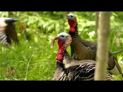 One hour 4K footage of June nature and wildlife in Canada