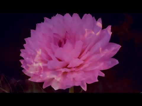 Забавка і Дмитрик - Інтрига (lyrics video)