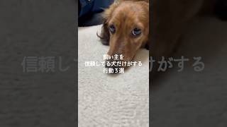 飼い主を信頼してる犬だけがする行動3選 #犬 #いぬ #いぬのきもち #愛犬 #犬のいる暮らし #犬のいる生活 #犬がいる生活 #犬との暮らし #犬好き #犬動画 VOICEVOX:ずんだもん
