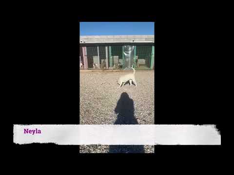 Neyla sucht ein Zuhause
