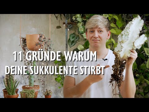 11 FATALE Fehler bei der Pflege von Sukkulenten & Kakteen 🌵