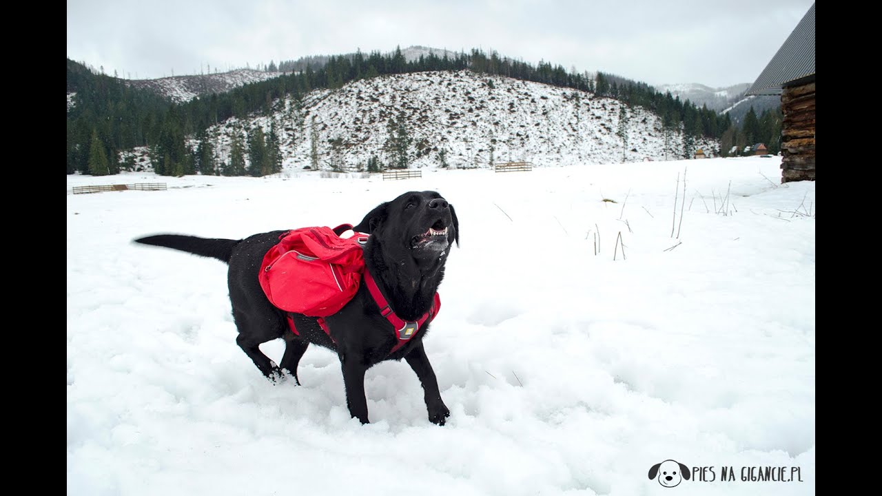 RUFFWEAR Palisades Dog Pack ( Pack and Web Master Harness ) & Roamer Leash