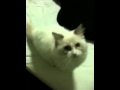 Angry Cat
