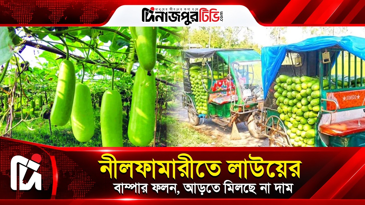  নীলফামারীতে লাউয়ের বাম্পার ফলন হলেও মিলছে না কাঙ্ক্ষিত দাম | Dinajpur TV | News