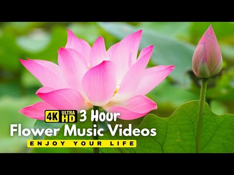 Gentle Blooming of Spring Flowers in 4K - Deep Relaxation to Spring Nature Colors & Sounds冥想音樂 深度睡眠
